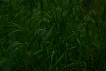 Green longitudinal long dense grass on thin stem in the forest. Siberia nature