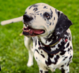 dalmatian behaving well in the photo session