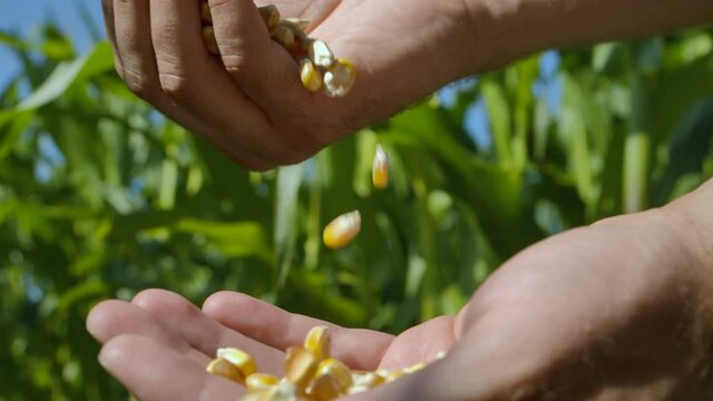 Corn Seed in Farmer Hands, Agriculture. Slow motion Farmer Hands Cupping Maize Kernels in Field After Harvest is Done. Closeup Farm Worker holding maize harvest cereal plant. Golden Corn Growing