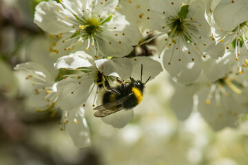 spring bloom
