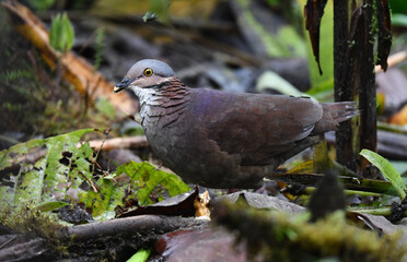 White-throated Quail-Dove, Zentrygon frenata