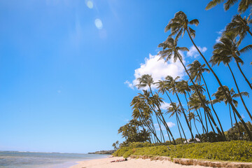 Palm trees, Hunakai Beach, Kahala, Honolulu,Oahu, Hawaii