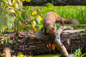 Pine Marten (Martes martes) close to water