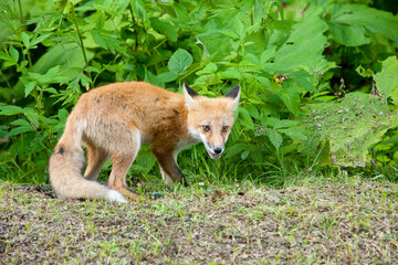 野生のキタキツネ