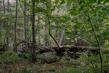 Autumnal deciduous primeval stand