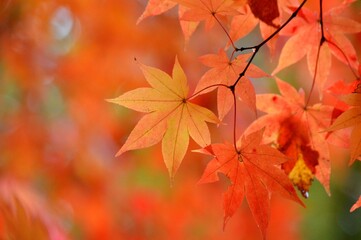 楓の紅葉