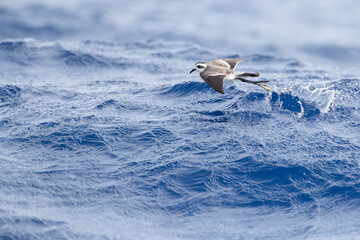 White-faced Storm Petrel, Pelagodroma marina