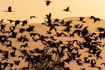 Glossy Ibis, Plegadis falcinellus