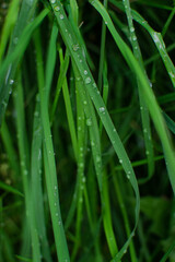 Dew drops on long thin blades of grass. Forest nature in the morning after rain. Close-up. Macro