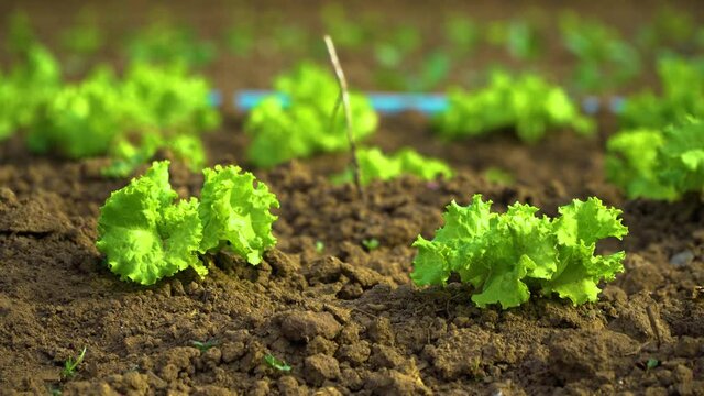 Organic lettuce plantation