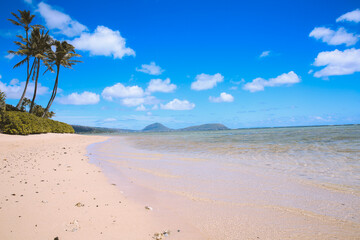 Palm trees, Hunakai Beach, Kahala, Honolulu,Oahu, Hawaii
