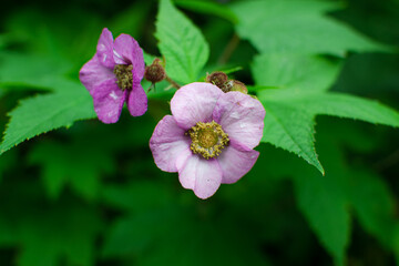Two rose hips flowers with light pink petals and yellow center among green foliage of bush in summer