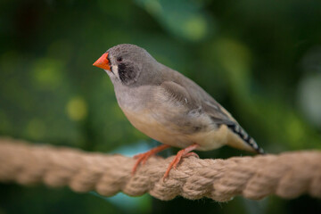 Zebra finch