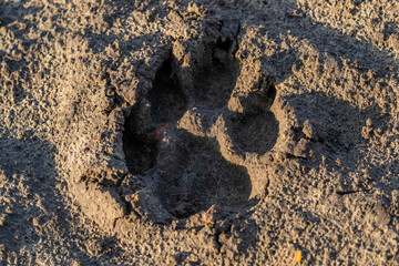 Grey Wolf, Canis lupus