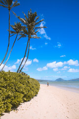 Fototapeta na wymiar Palm trees, Hunakai Beach, Kahala, Honolulu,Oahu, Hawaii