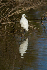 Doñana National Park, Spain, wading bird on the lagoon