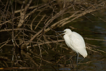 Doñana National Park, Spain, wading bird on the lagoon