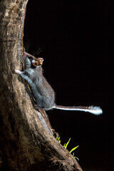 Garden Dormouse, Eliomys quercinus