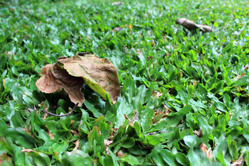 Green grasses and dry leaves in the garden.