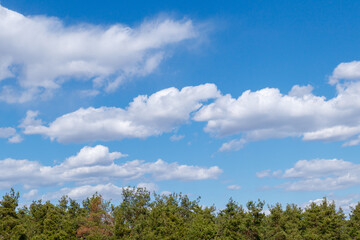 Obraz premium Cloudy blue sky with top of the forest trees. Sky and trees.