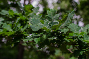 Sick oak leaves. Green wavy leaves with white spots and bloom. Affected tree in city park. Garden