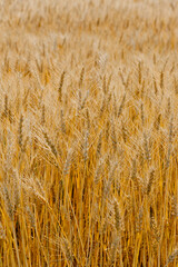 北海道美瑛の小麦畑