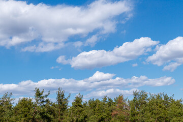 Fototapeta premium Cloudy blue sky with top of the forest trees. Sky and trees.