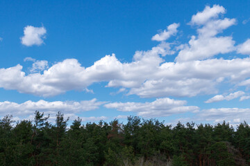 Cloudy blue sky with top of the forest trees. Sky and trees.