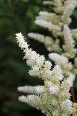 White blooming astilbe plant