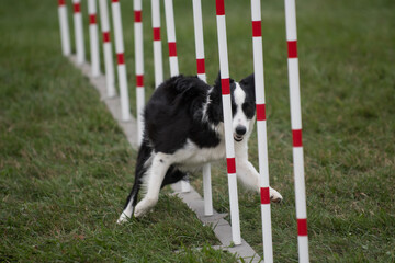 border collie running weave polls 