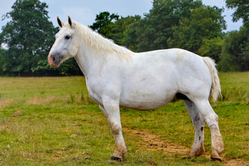 percheron blanc