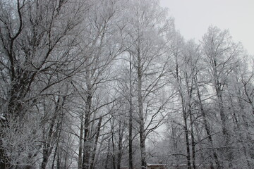 birch trees are covered with snow