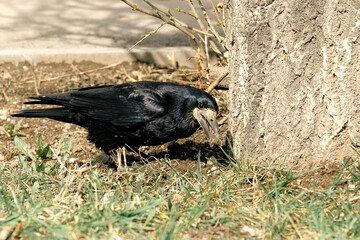 a black raven seeks food near the tree