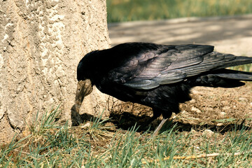 black bird in search of food near the tree