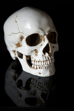 plaster human skull on a black background. Anatomy. coronavirus covid-19. Skull Isolated on black . The concept of health, medicine, epidemic. Dead, coronavirus.