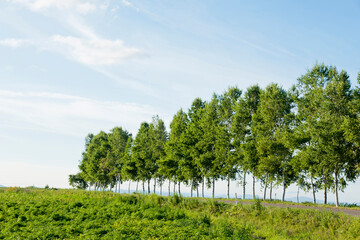 Obraz premium 針葉樹と青空