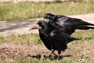 two black birds are walking on dry ground with sparse grass