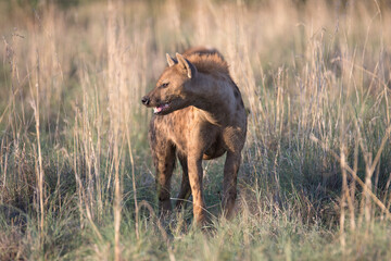 Wild ranging african spotted hyena carnivore