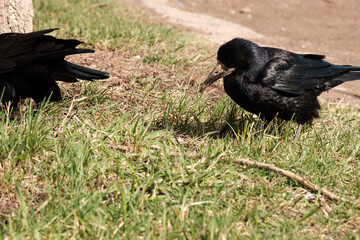 rooks are looking for food on the ground, black birds are looking for food