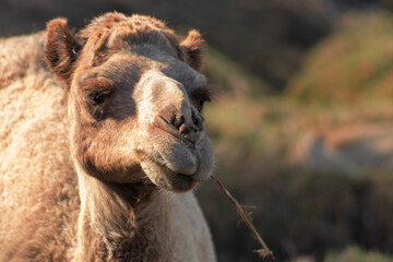 African Camel in the Namib desert.  Funny close up. Namibia, Africa