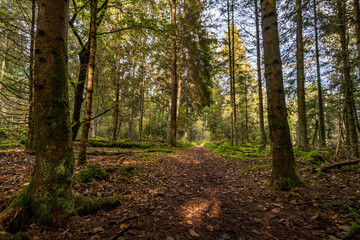 Fototapeta premium Fantastic hike in the Schrecksee nature reserve in Upper Swabia
