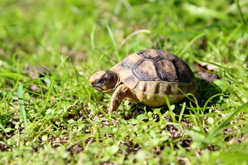 Testudo Marginata baby en el jardín.