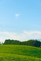 Obraz premium 広大な小麦畑