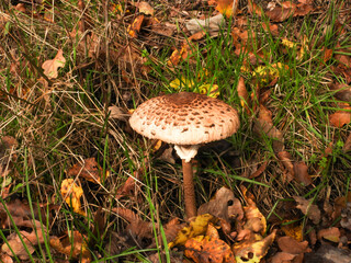 mushroom macrolepiota procera in the autumn forest