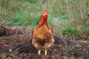 Gallina de corral, frente a la cámara