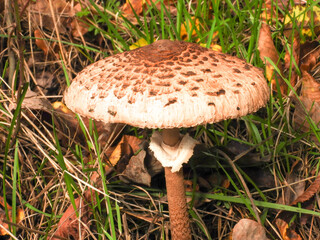 mushroom macrolepiota procera in the autumn forest