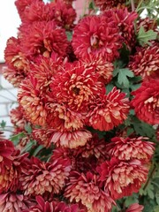 red chrysanthemum flowers