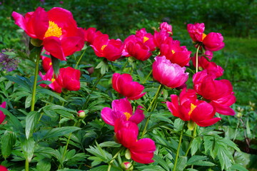 Fragrant herbaceous pink peony flower in bloom
