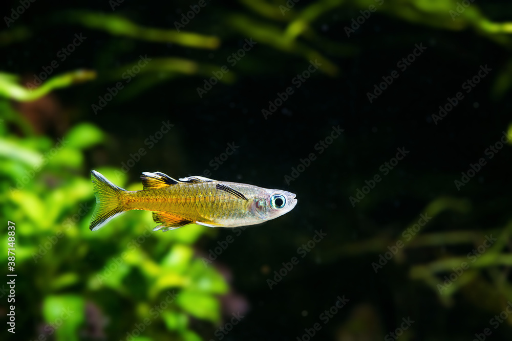 Poster Pacific Blue Eye Signifer Rainbowfish (Pseudomugil signifer) swimming in planted tank - Posters