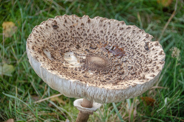 Großer Parasolpilz (Riesenschrimpilz), alleine 